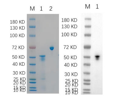 Reducing 4%-20% SDS-PAGE (CBB stained) and WB (Anti-His Mouse Monoclonal antibody) analysis profiles of purified HMGCS2 T91D.
1. HMGCS2 T91D: 1 μg
2. BSA: 1 μg